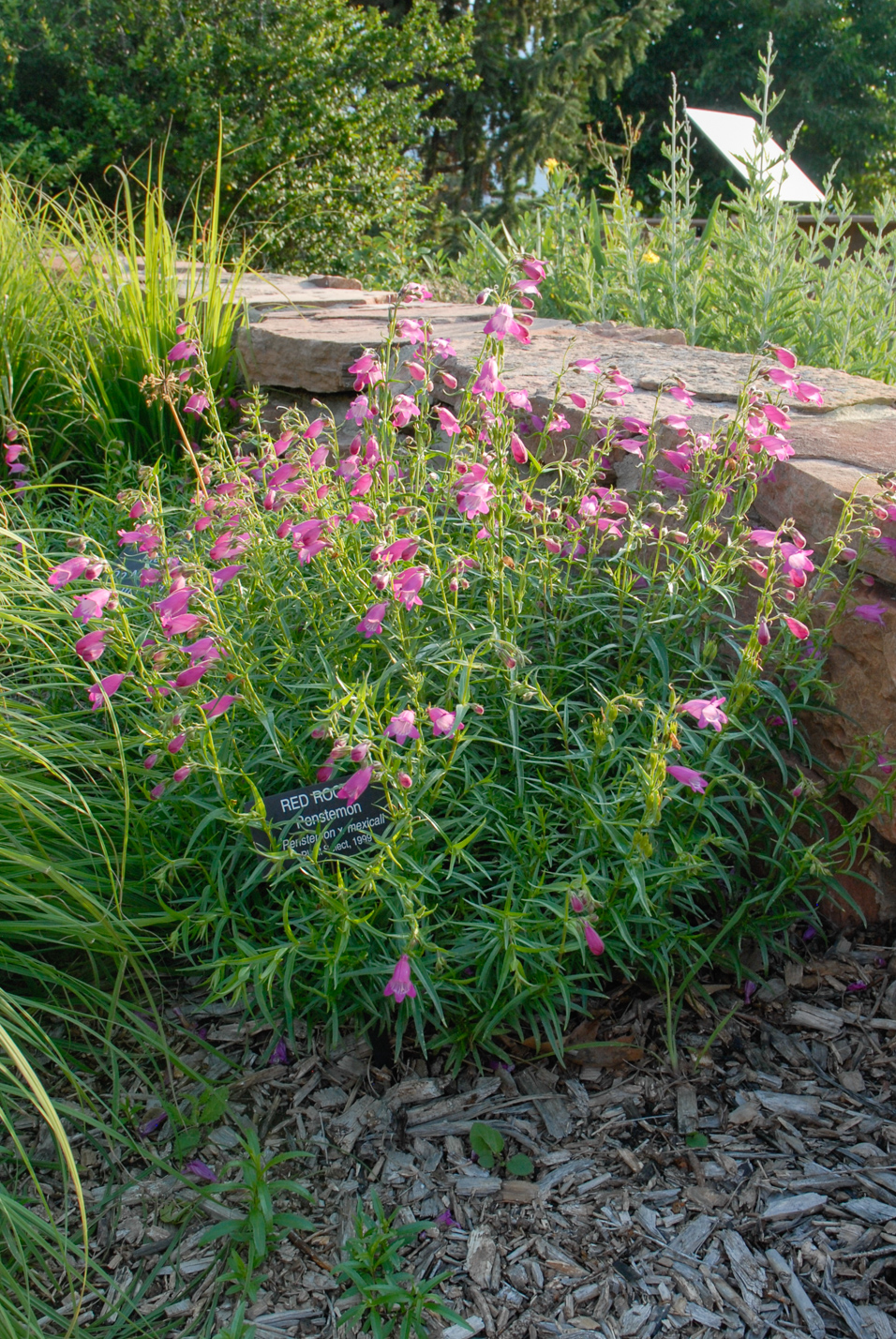 Red Rocks Penstemon